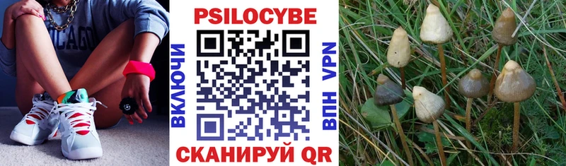Псилоцибиновые грибы Psilocybine cubensis  Артёмовск 